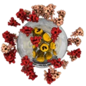 QUANTIFOIL® Holey Carbon Supports for Cryo-EM
